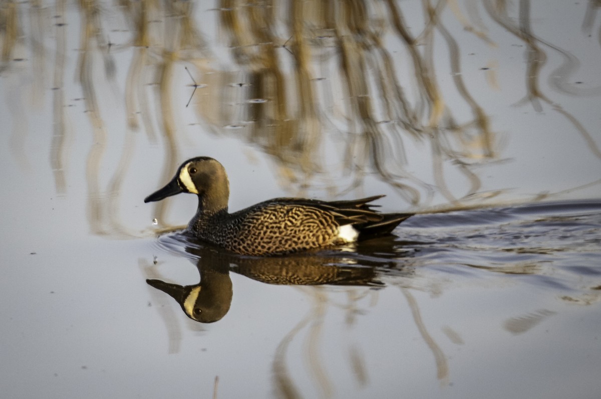 Blue-winged Teal - ML94646001