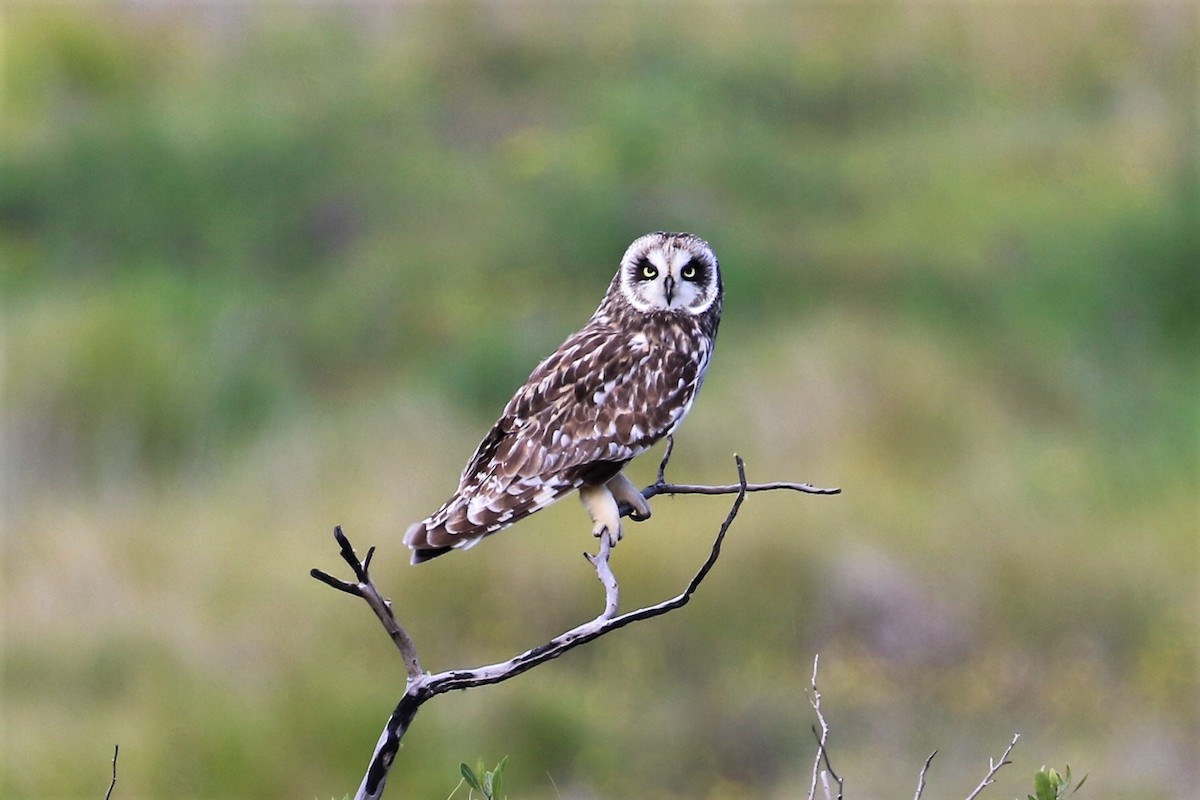 Short-eared Owl (Hawaiian) - ML94649571