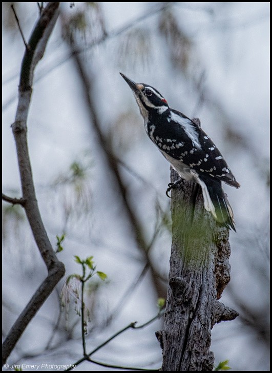 Hairy Woodpecker - Jim Emery