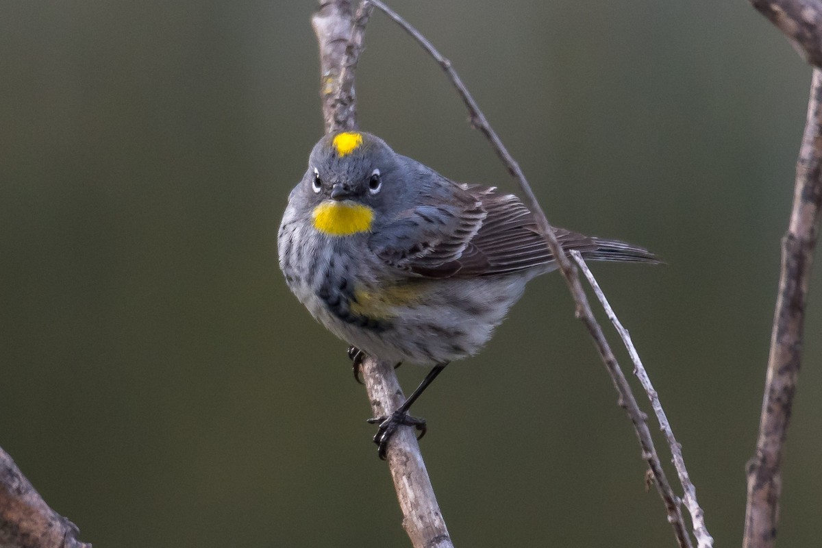 Yellow-rumped Warbler (Audubon's) - Jeff Bray