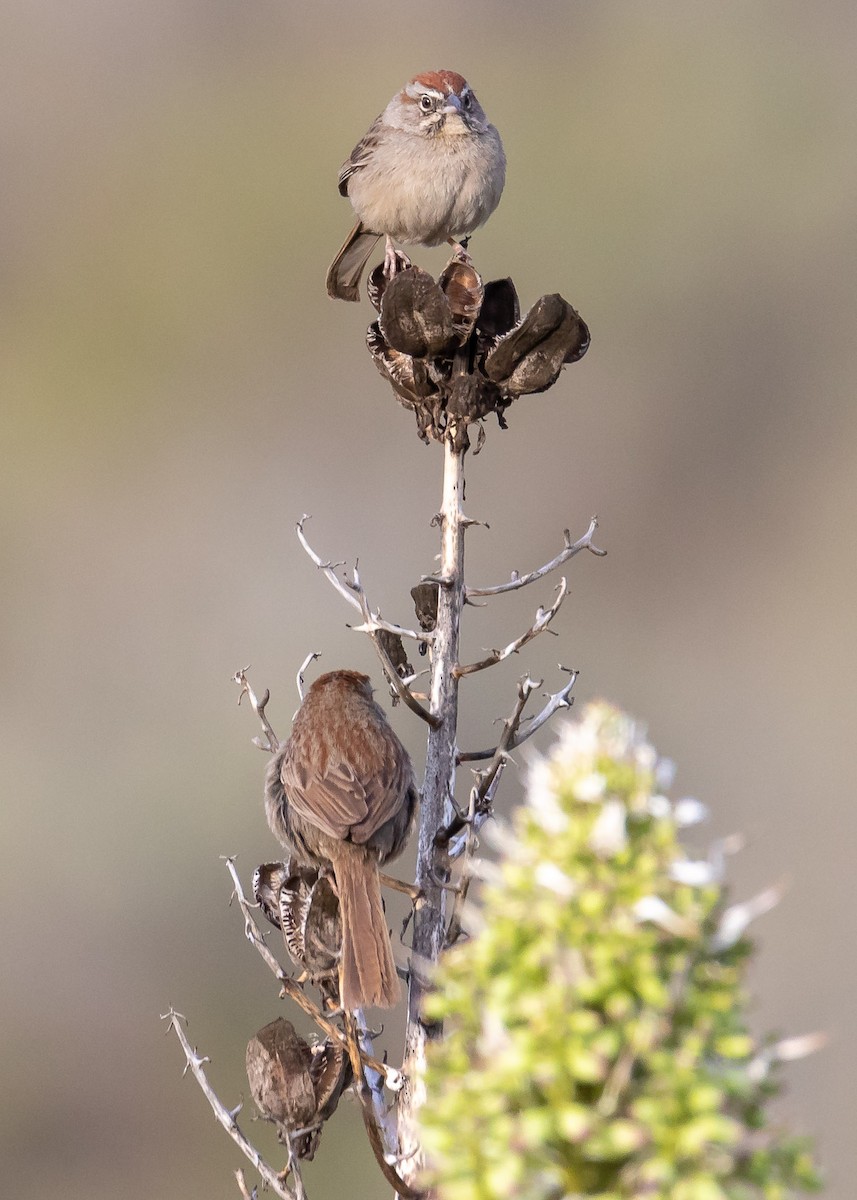 Rufous-crowned Sparrow - Jeff Bray