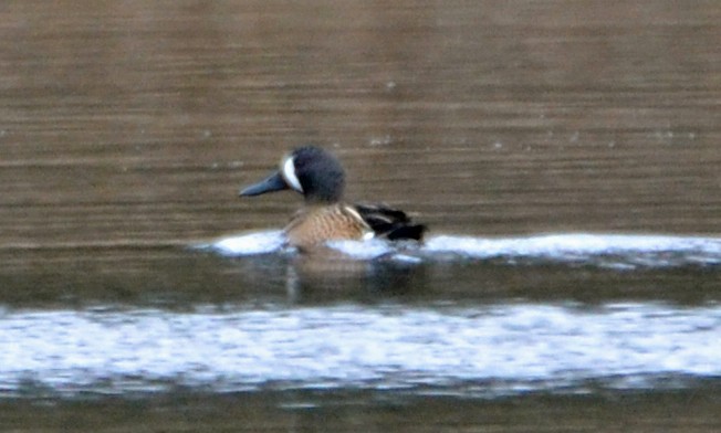 Blue-winged Teal - ML94660241