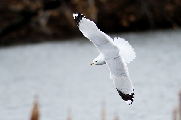 Common Gull (European) - Ted Keyel