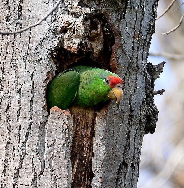 Bird in tree cavity. - Red-crowned Parrot - 