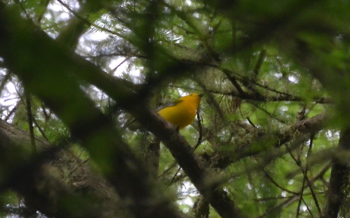 Prothonotary Warbler - Ron Furnish