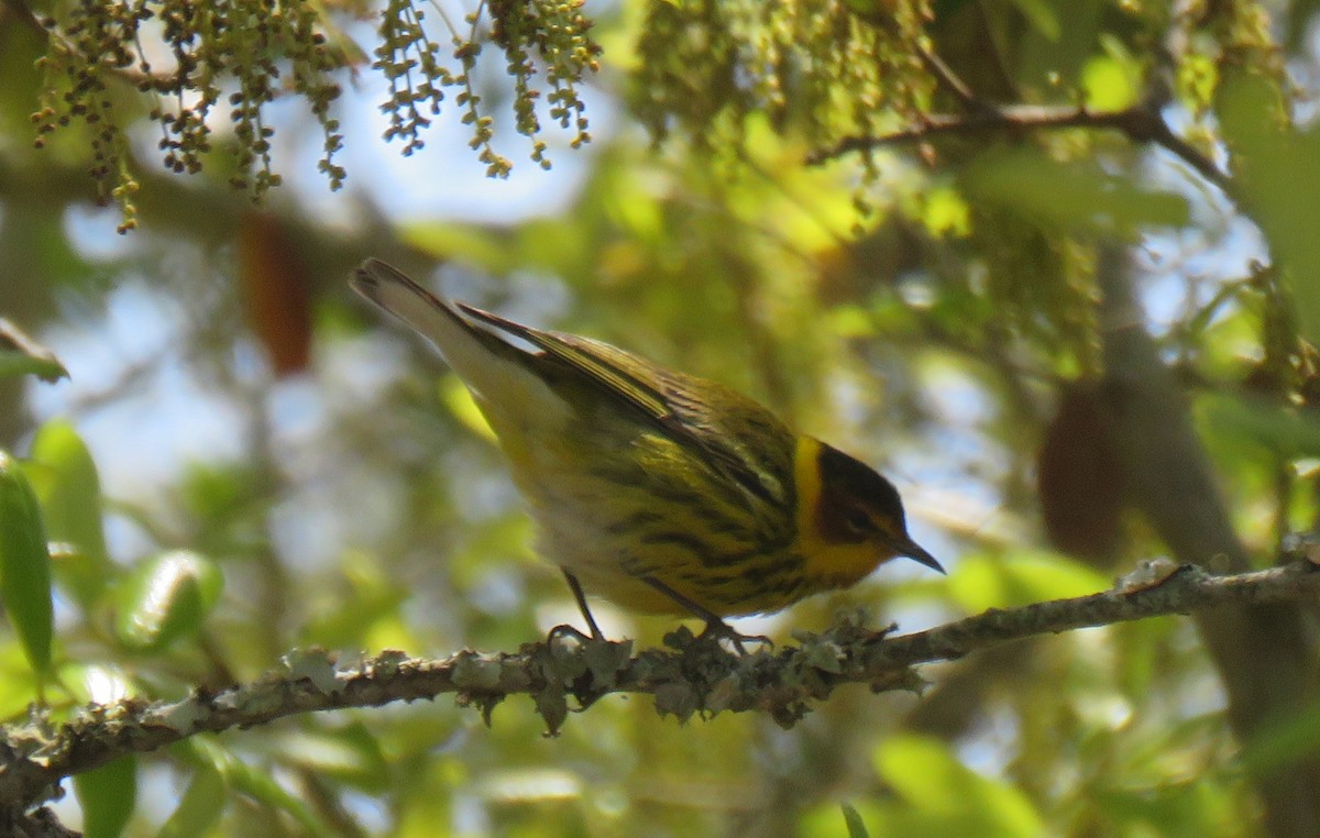 Cape May Warbler - David Muth