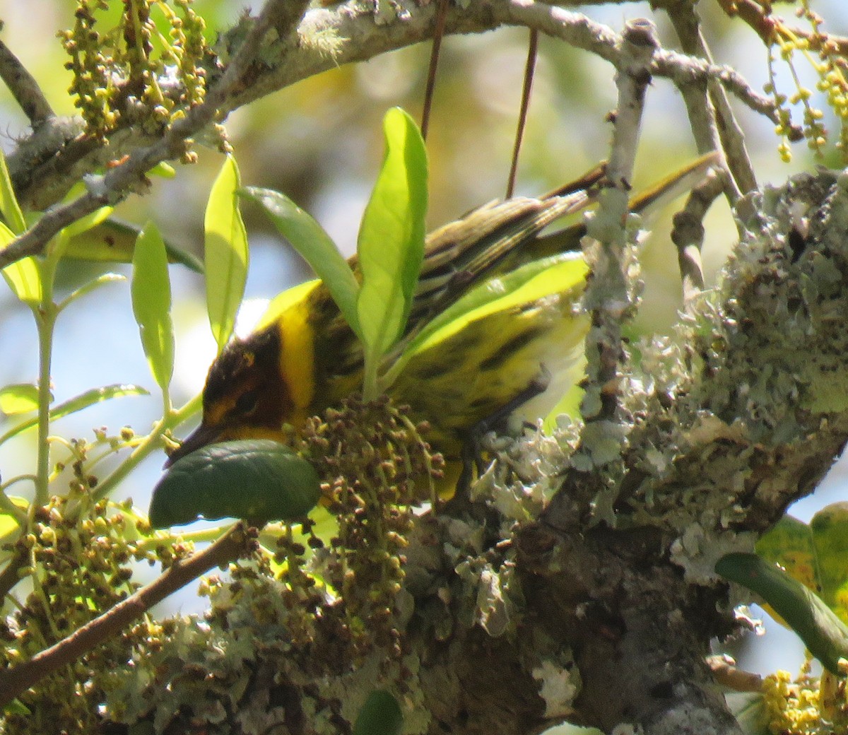 Cape May Warbler - ML94670171