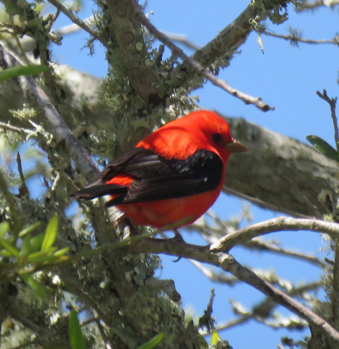 Scarlet Tanager - David Muth