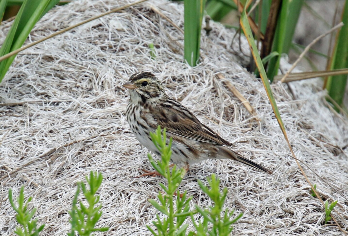 Savannah Sparrow - Blair Bernson