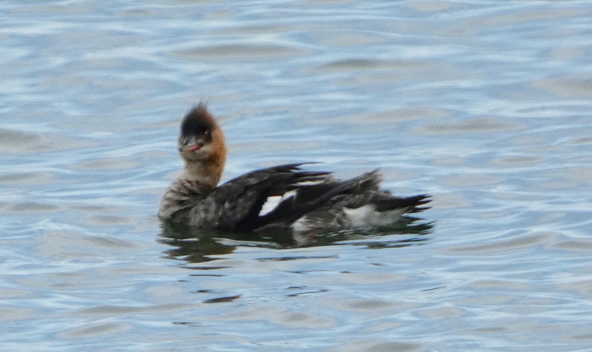 Red-breasted Merganser - Mary  McMahon