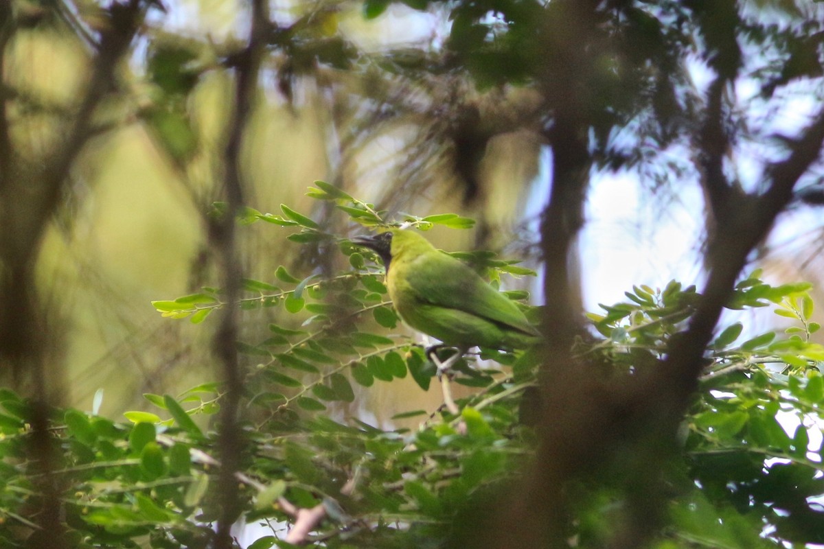Sumatran Leafbird - Oscar Johnson