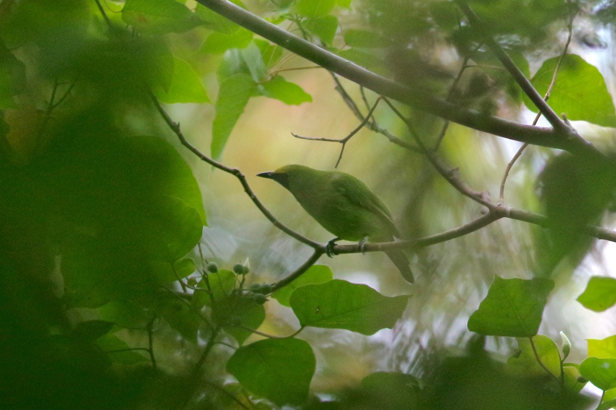 Sumatran Leafbird - Oscar Johnson