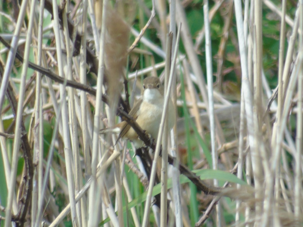 Common Reed Warbler - Marcio Cachapela