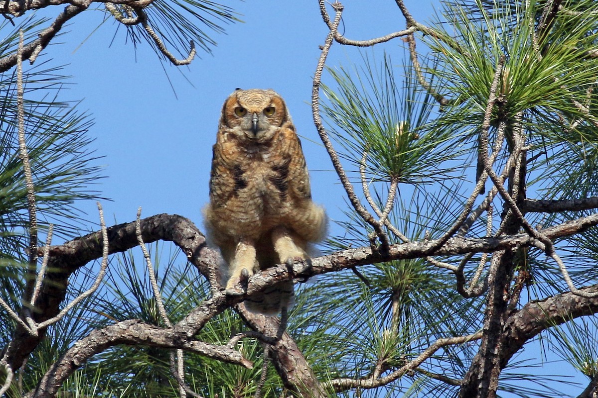 Great Horned Owl - ML94682001