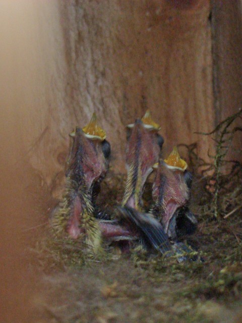 Nestlings begging for food. - Great Tit - 