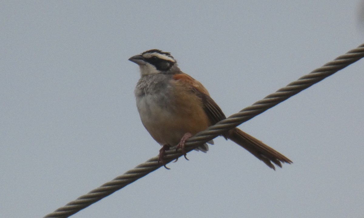 Stripe-headed Sparrow - ML94683951