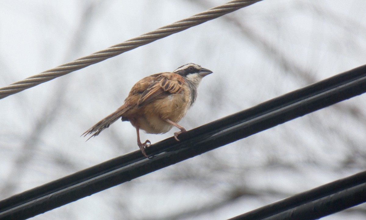 Stripe-headed Sparrow - ML94683961