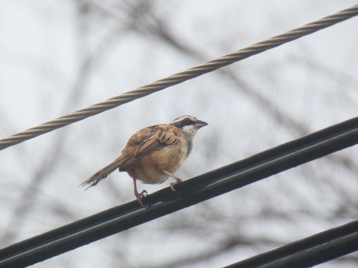 Stripe-headed Sparrow - ML94684041