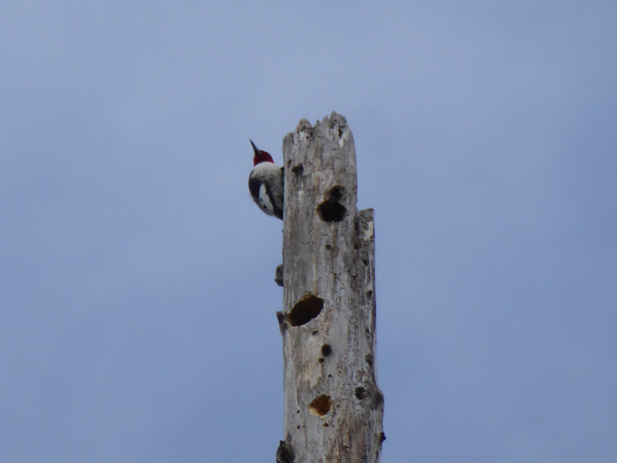 Red-headed Woodpecker - John Amoroso