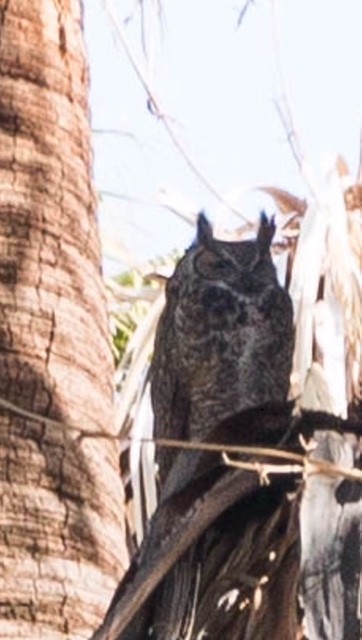 Great Horned Owl - ML94690591