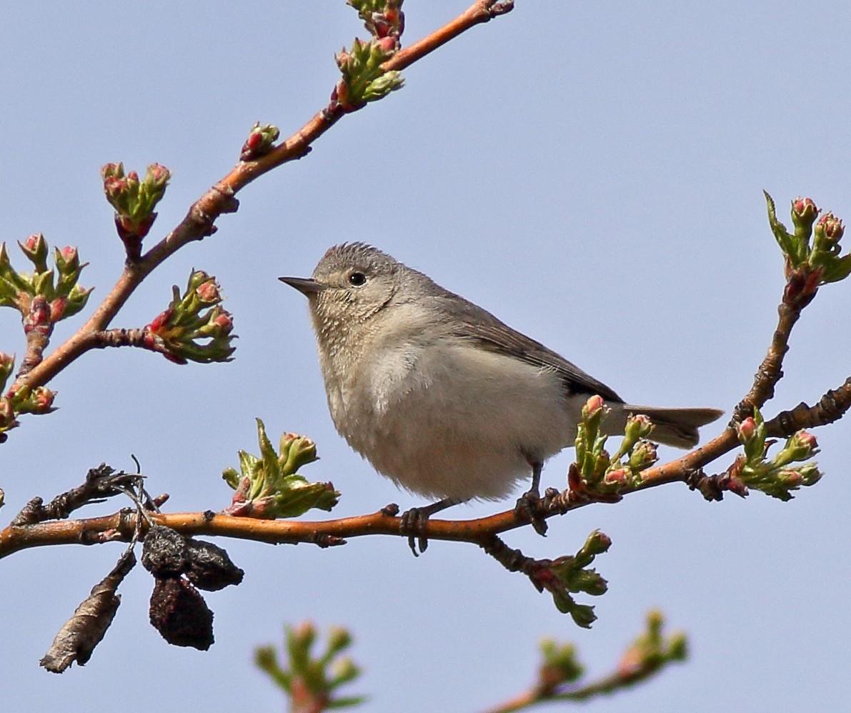 Lucy's Warbler - ML94691351