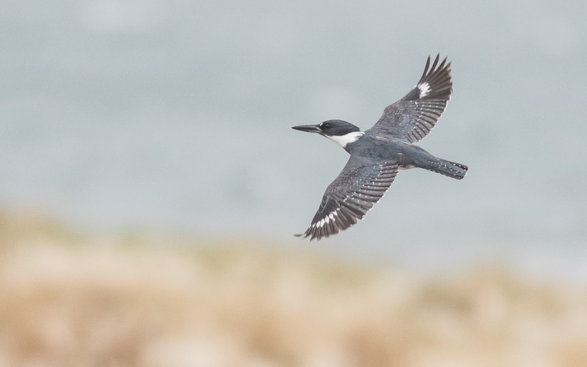 Belted Kingfisher - Tom Reed