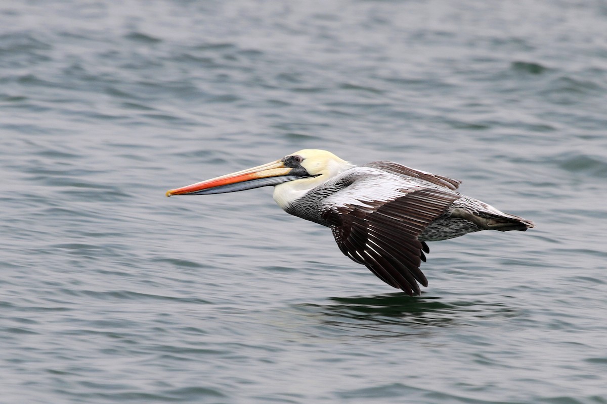 Peruvian Pelican - Stephen Gast