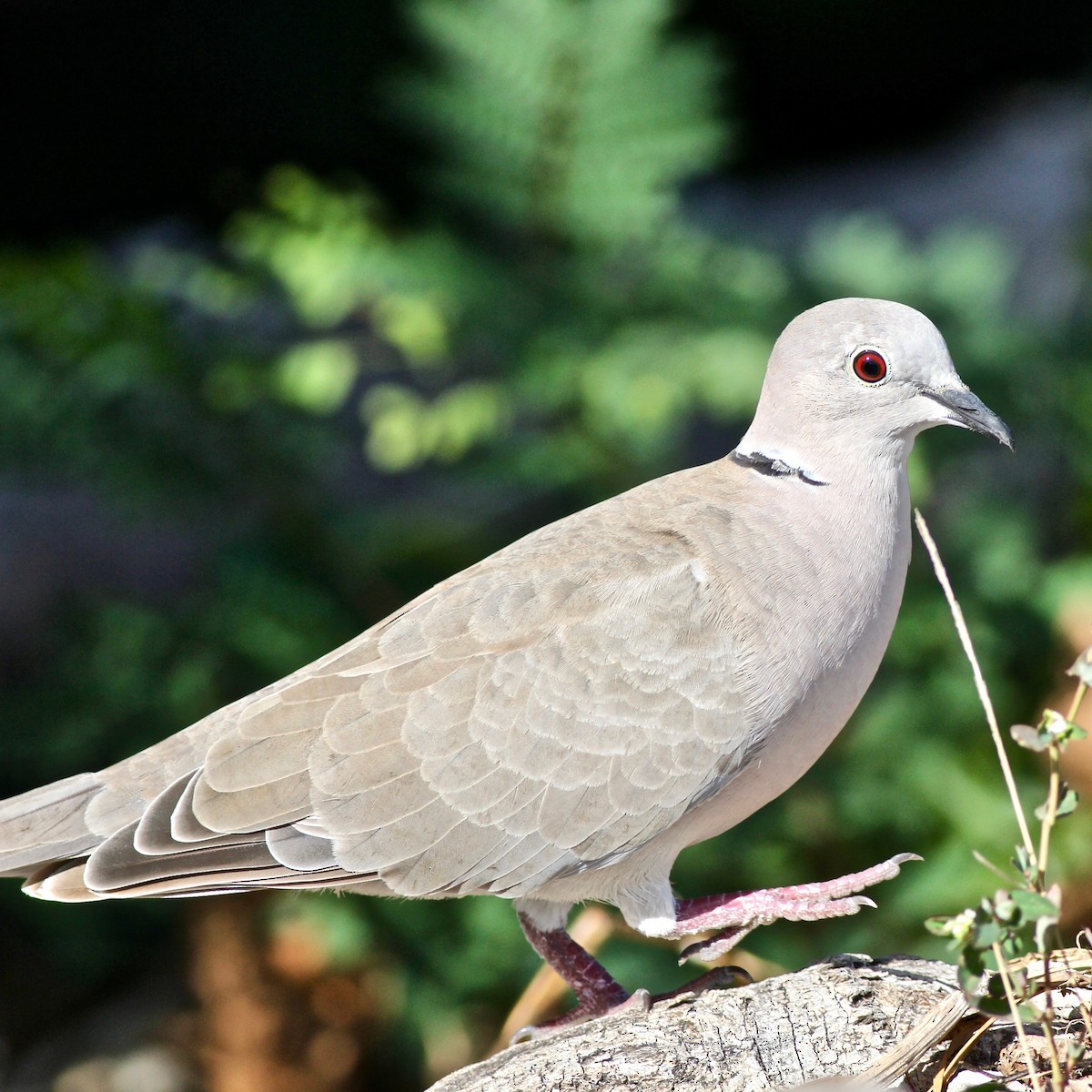 Eurasian Collared-Dove - lorra rudman