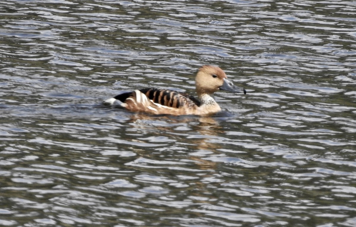 Fulvous Whistling-Duck - ML94695571