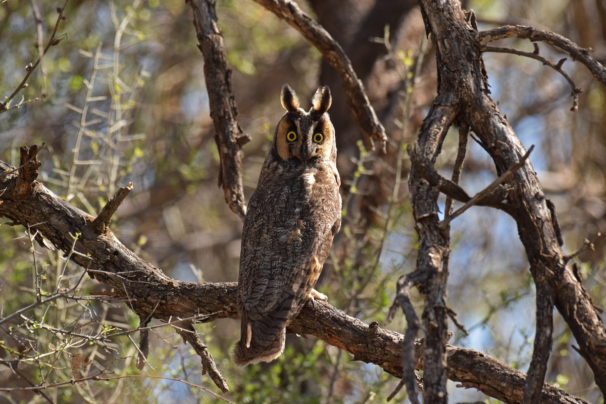 Long-eared Owl (American) - Ryan O'Donnell
