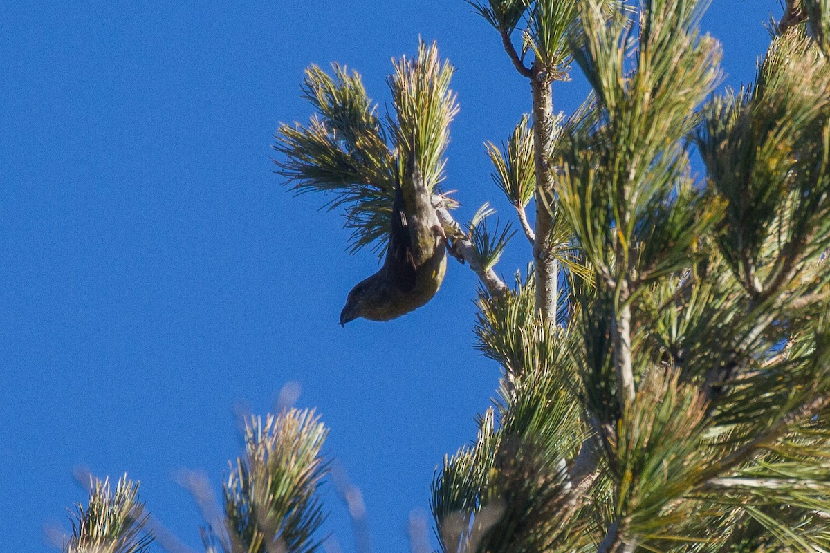 Red Crossbill (Sierra Madre or type 6) - Griffin Richards