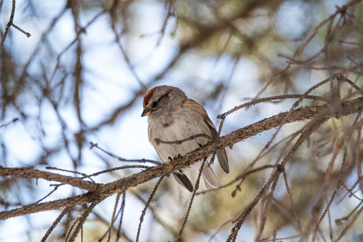 American Tree Sparrow - Yannick Fleury