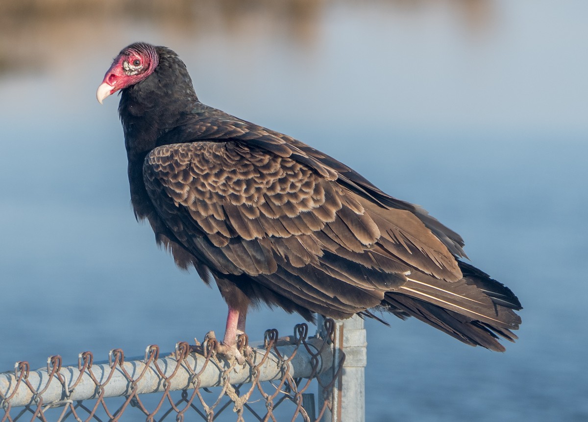 Turkey Vulture - James DuHadaway