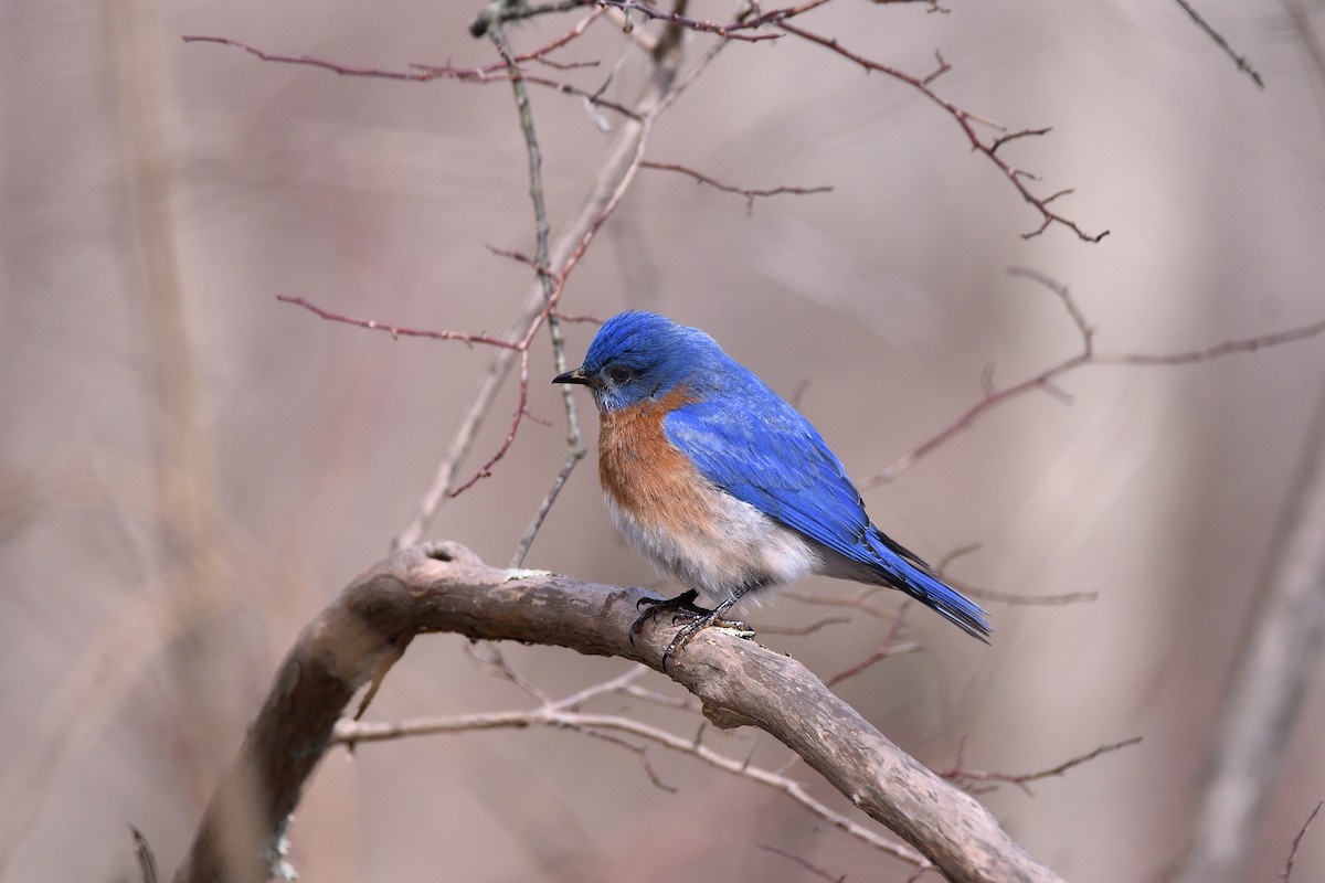 Eastern Bluebird - terence zahner