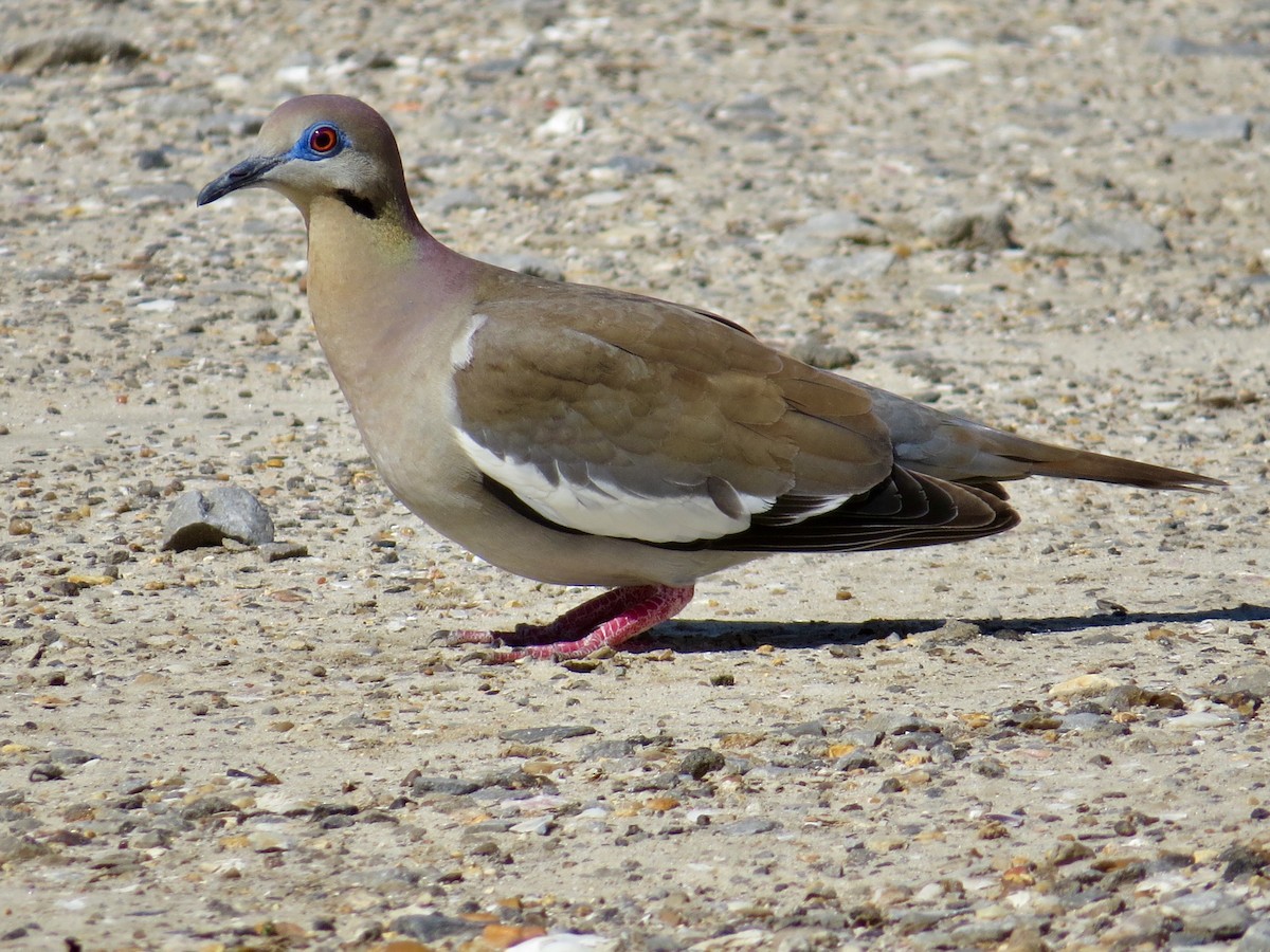 White-winged Dove - Holly Cox