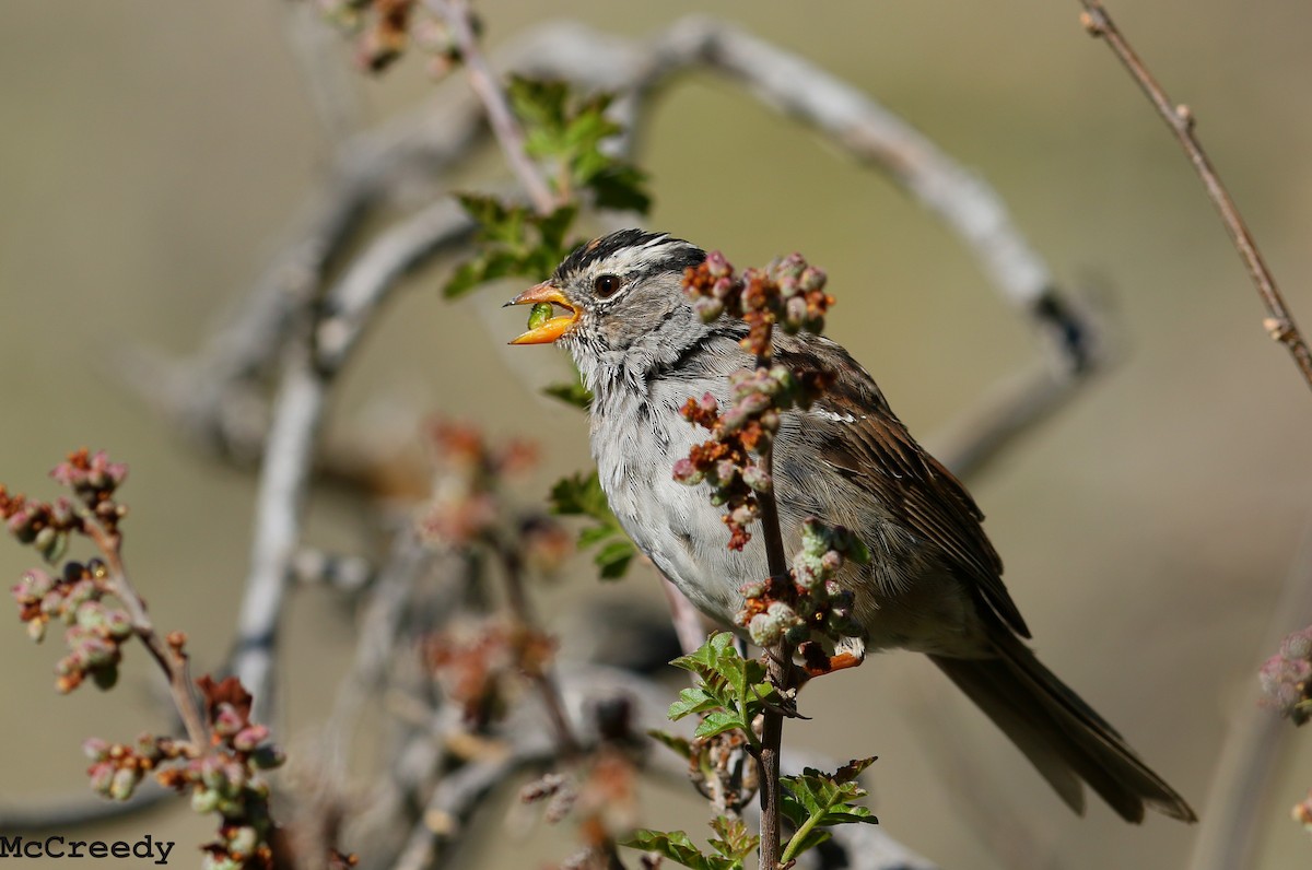 White-crowned Sparrow (Gambel's) - Chris McCreedy - no playbacks