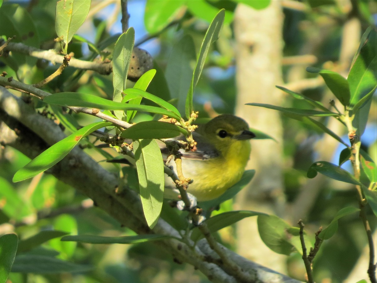 Yellow-throated Vireo - Dominic Le Croissette
