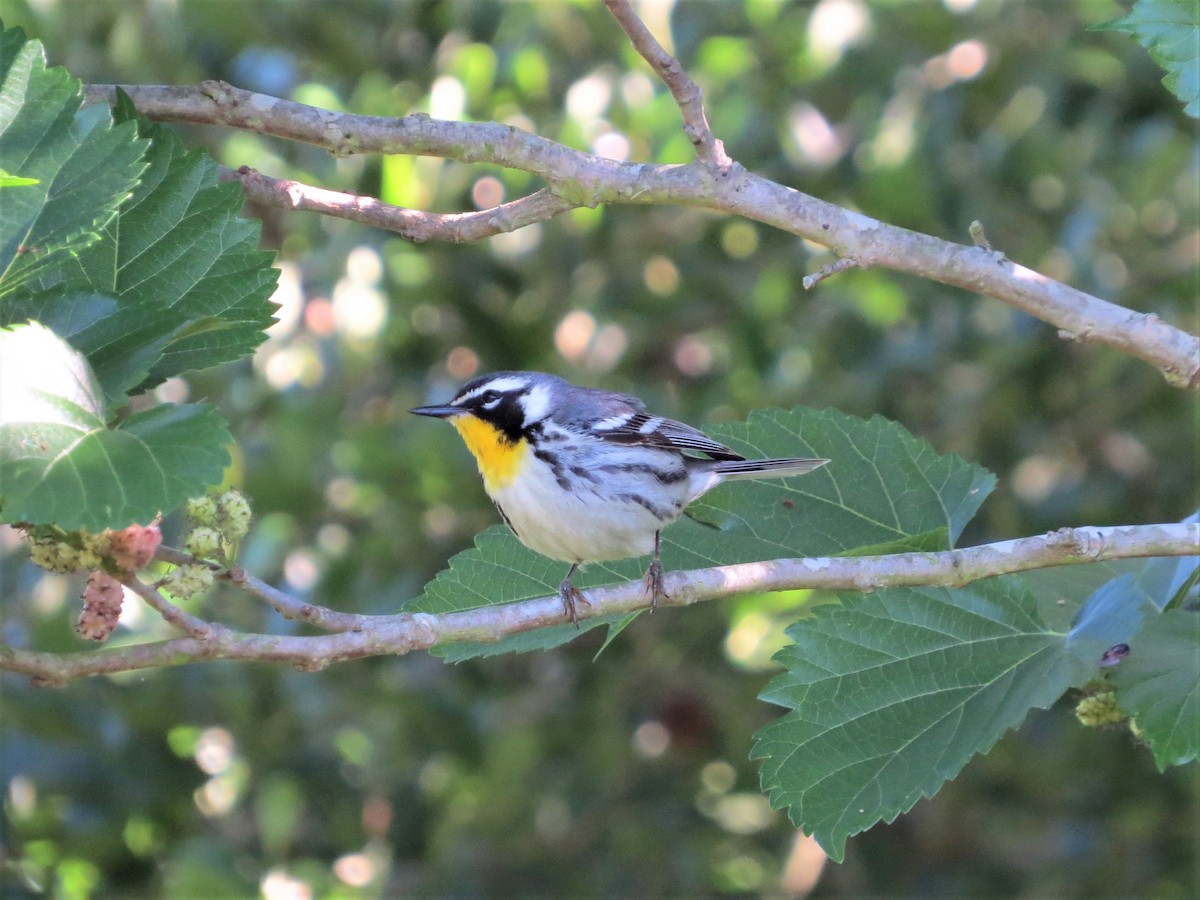 Yellow-throated Warbler - Dominic Le Croissette