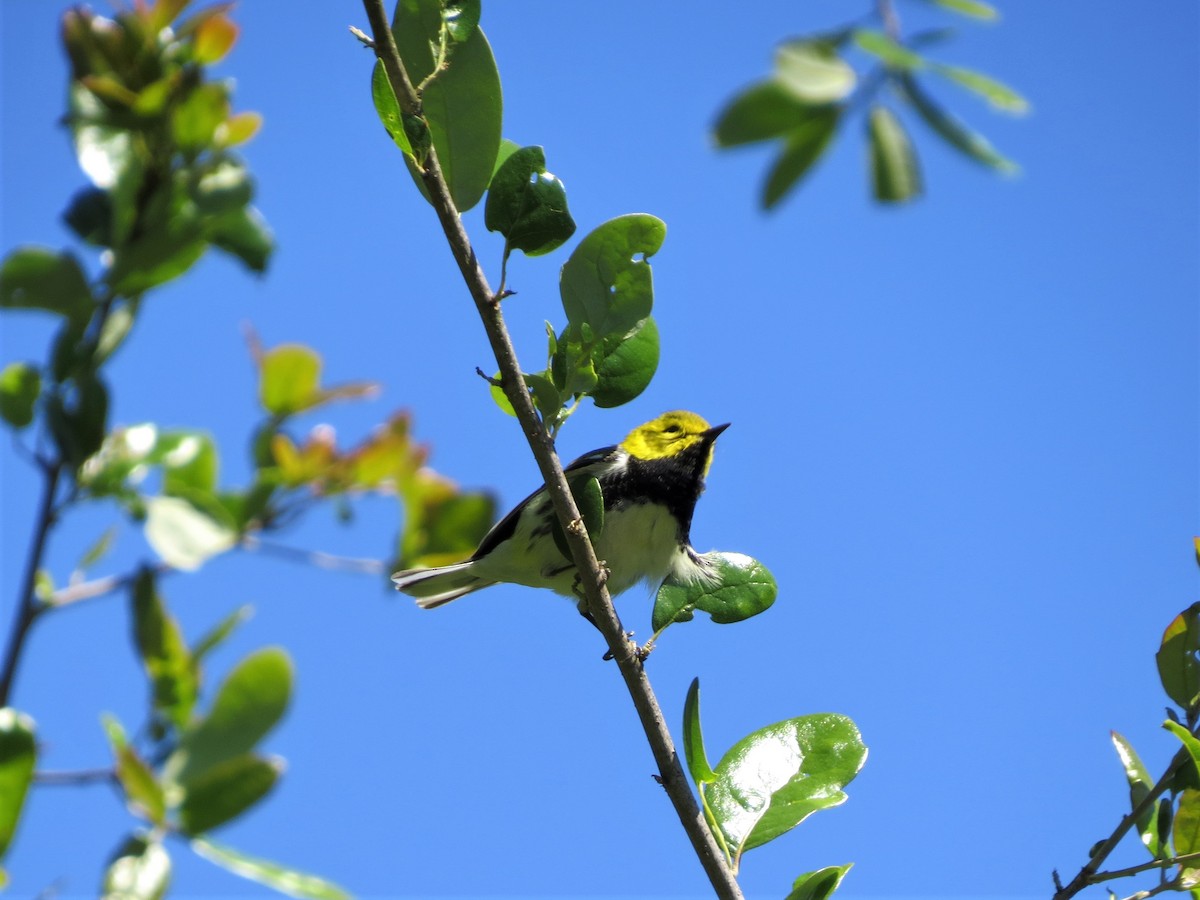 Black-throated Green Warbler - Dominic Le Croissette