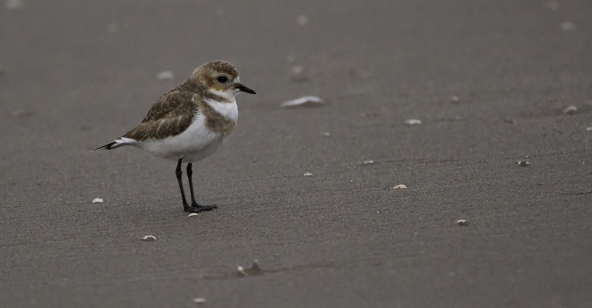Two-banded Plover - Miguel Ansenuza