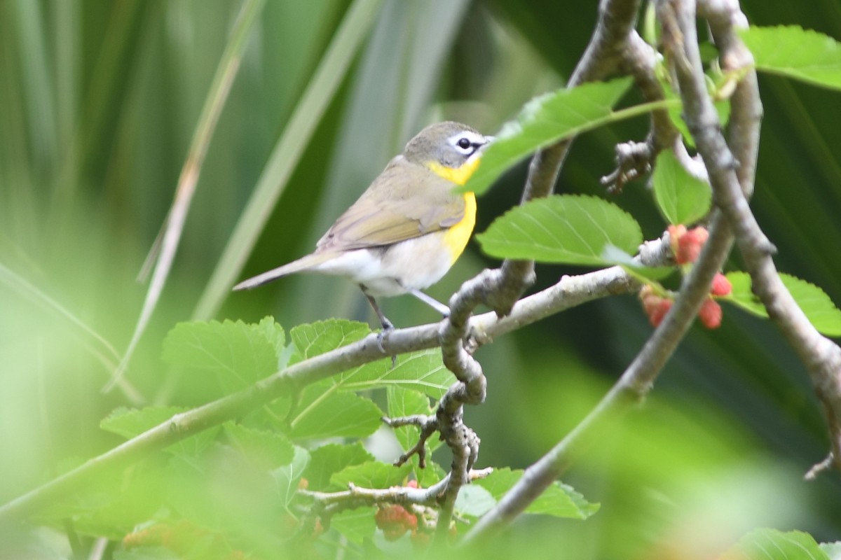 Yellow-breasted Chat - ML94709461