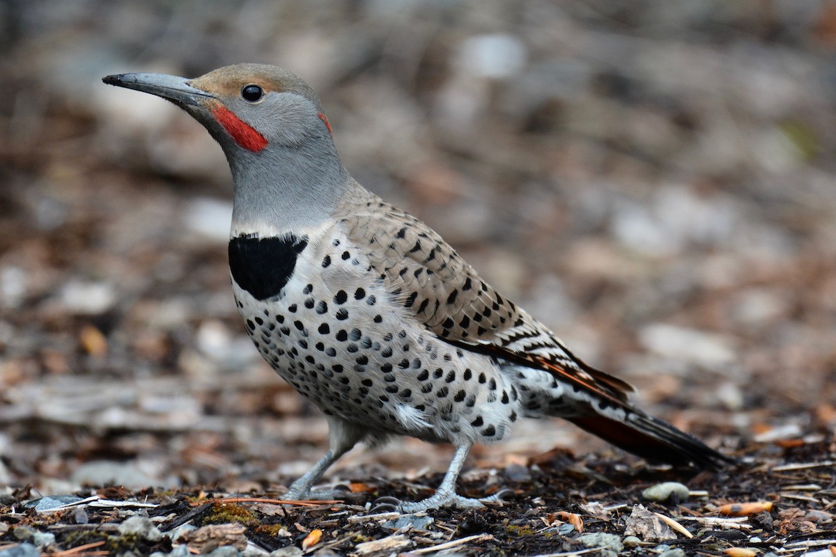 Northern Flicker (Yellow-shafted x Red-shafted) - Will Brooks