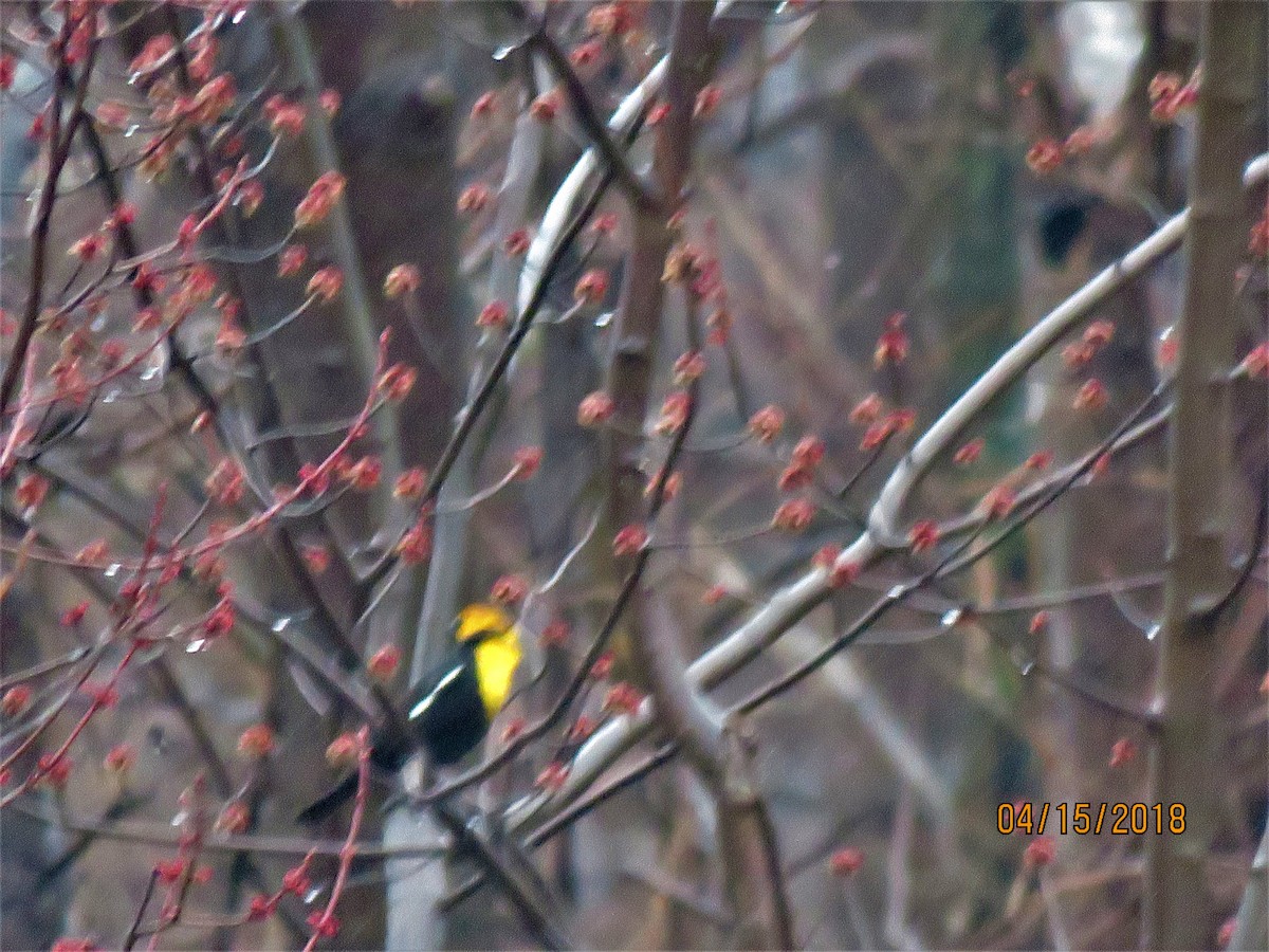 Yellow-headed Blackbird - ML94712671