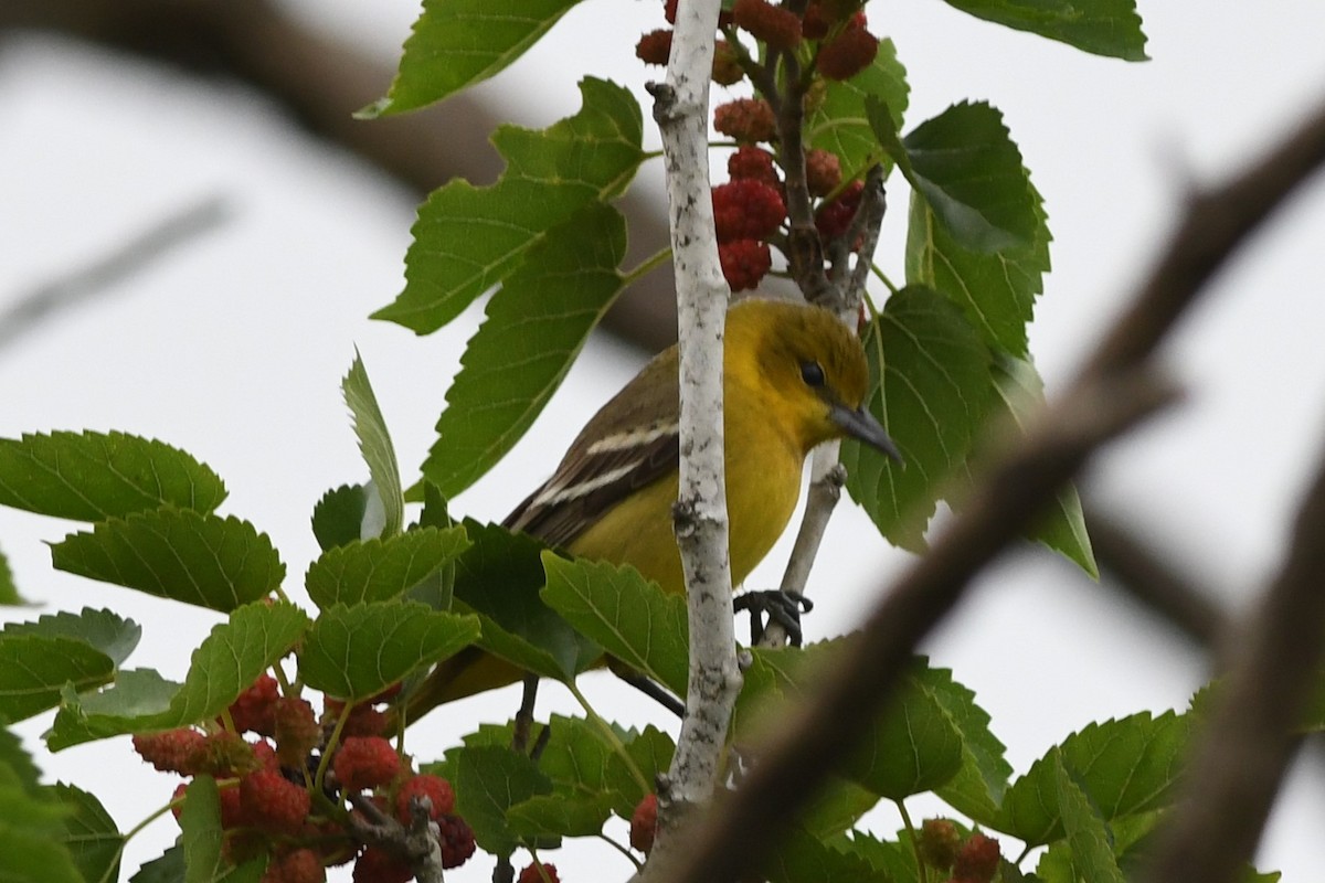 Orchard Oriole - ML94715231