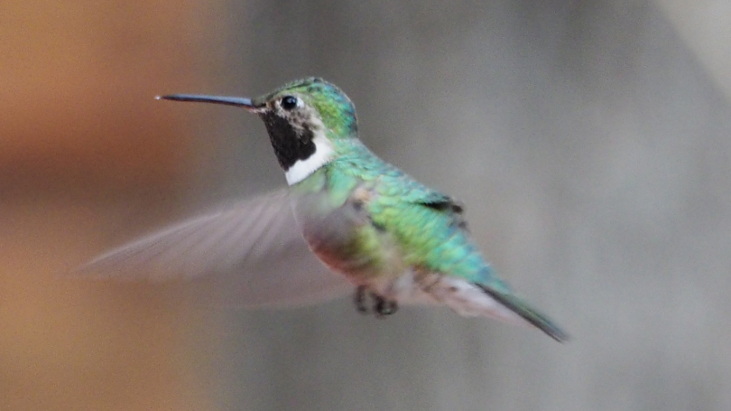 Broad-tailed Hummingbird - ML94715601