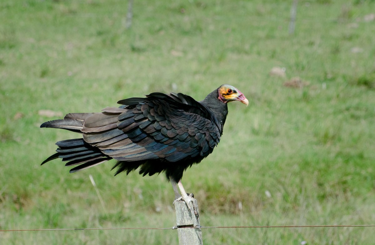 Lesser Yellow-headed Vulture - Pablo G. Fernández🦅