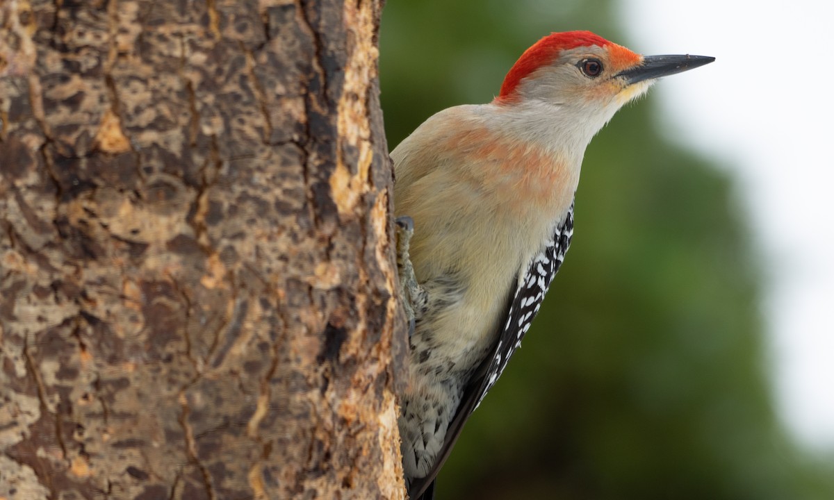 Red-bellied Woodpecker - ML94718391
