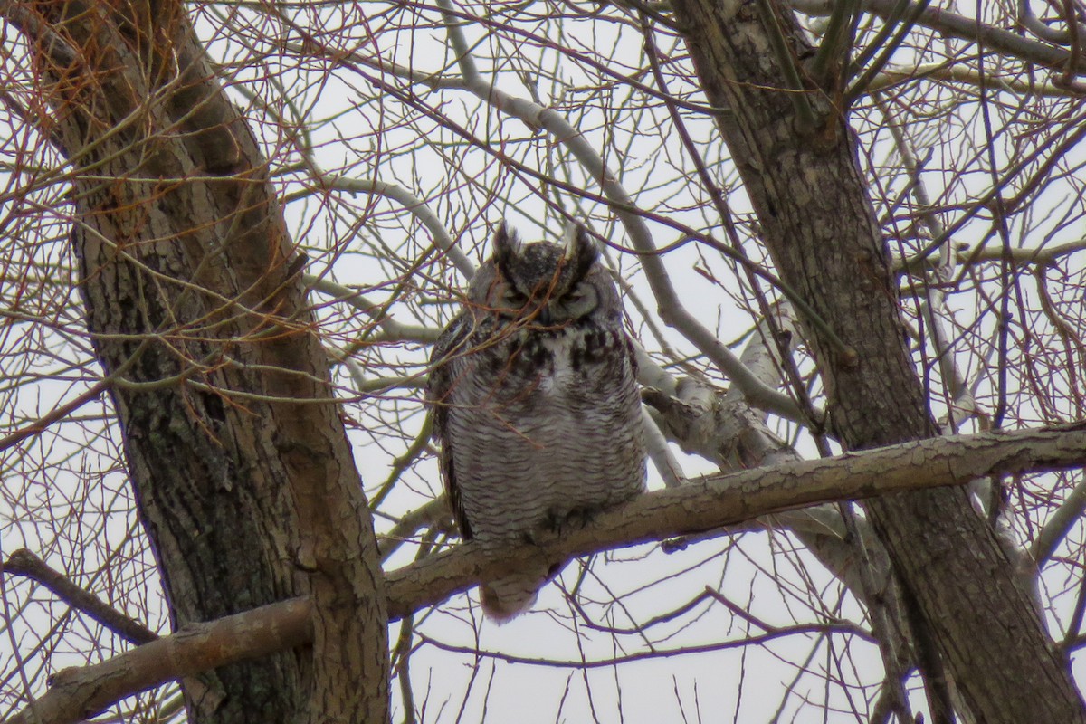 Great Horned Owl - ML94721551