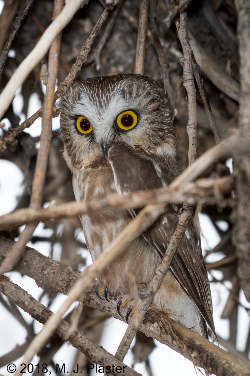 Northern Saw-whet Owl - Michael Plaster