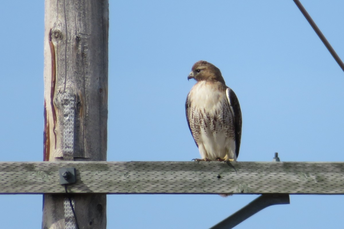 Red-tailed Hawk - Catherine Copp